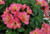 Alstroemeria i 'Sunshine' 2.5L Alstroemeria i 'Sunshine' 2.5L