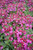 Nemesia 'Bordeaux' 14cm
