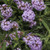 Verbena b 'Meteor Shower' 1.5L