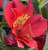 Alstroemeria 'Tall Red' 2L