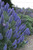 Echium 'Pride of Madeira' 15cm