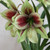 Hippeastrum papilio