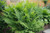 Matteuccia struthiopteris 2L