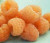 Raspberry 'Ivory' 3L (92244) 3L