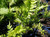 Asplenium lamprophyllum 14cm