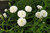 Achillea ptermica 'Summer Drif 1.5L