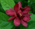 Calycanthus 'Hartage Wine' 6L