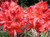 Azalea mollis 'Red Frills' 4.7L