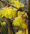 Chimonanthus praecox 'Luteus' 3L