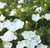 Calibrachoa 'Double White' 1.5L