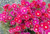 Lampranthus 'Raspberry Explosi 1.5L