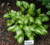 Hosta 'Geisha' 2.5L