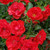 Rose Flower Carpet 'Cherry' 17cm