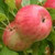 Apple 'Pinkie' 4.7L (94064) 4.7L