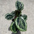Calathea 'Shinestar' 14cm Calathea 'Shinestar' 14cm