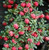 Cotoneaster microphyllus 2.5L