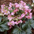 Helleborus 'Ice & Roses Early  2.5L
