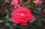 Rose 'Fireball' - Patio Standa 6L