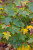 Acer platanoides 'Globosum' PB18 (87542) PB18 (94971) PB18