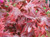 Acer palmatum 'Aratama' 6L