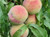 Peach 'Spring Crest' PB18