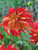 Dahlia Decorative 'Nick Sr'