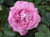 Rose 'Royal Amethyst' 6L