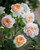 Rose 'Bathsheba' - English Cli 4.7L