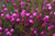 Boronia megastigma 2.5L (80967) 2.5L (95299) 2.5L