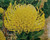 Leucospermum 'High Gold' 1.5L