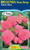 Begonia 'Satin Bow'