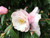 Camellia 'Sugar & Spice' 1.5L