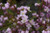 Boronia pinnata 2.5L