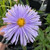 Aster 'Plenty' 1.5L