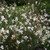 Gaura 'Ballerina White' 14cm