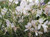 Gaura lindheimeri 'So White' 14cm (96121) 14cm