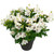Alstroemeria 'Inca Candy' 2.5L (96272) 14cm