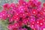 Lampranthus 'Raspberry Explosi 9cm