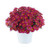 Argyranthemum 'Lollies Berry G 2.5L
