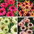 Echinacea 'Sunseekers' 1.5L