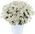 Argyranthemum 'Lollies White C 2.5L