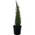 Cupressus 'Green Spire' 2.5L