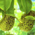 Nepenthes - Hanging Pitcher Pl 15cm