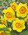 Daffodil 'Delibes' 5