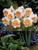Daffodil 'Precocious' 5