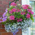 Hanging Baskets Planted Potage