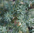 Podocarpus 'Matapouri Blue' 3.5L Podocarpus 'Matapouri Blue' 3.5L