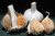 Garlic Bulbs - Elephant 3