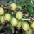 Gooseberry 'Invicta' 3L
