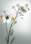 Card - Orange Tip Butterfly